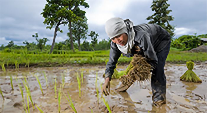 Person working in a field